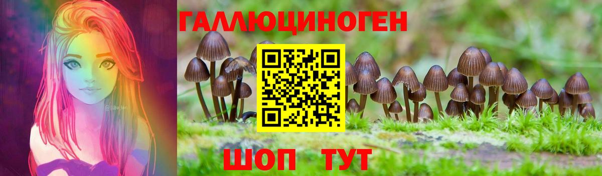 Бердск  Галлюциногенные грибы Psilocybine cubensis  Вход с VPN 